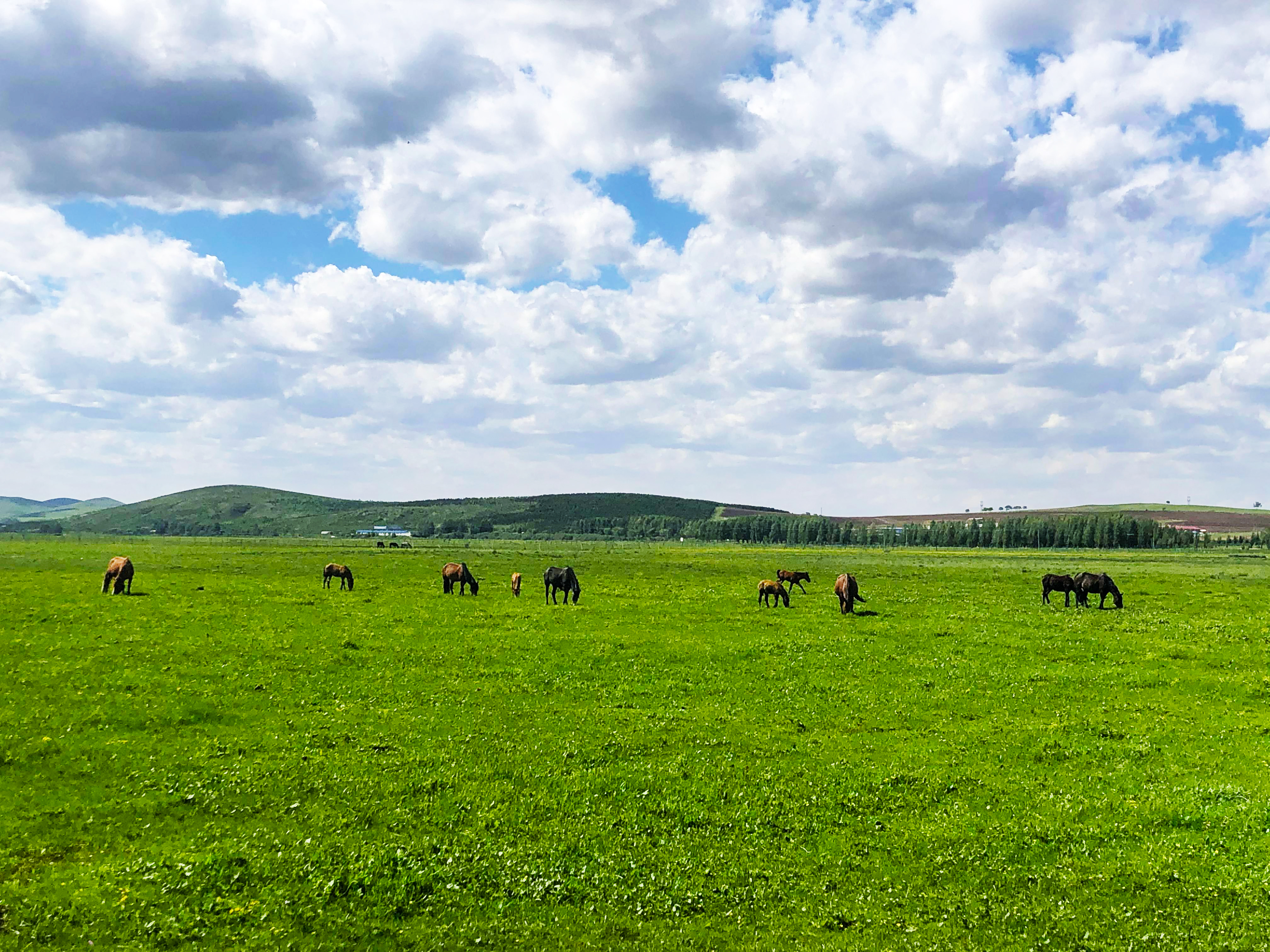 距离北京最近的天然大草原,位于河北丰宁,辽阔壮丽,风景如画
