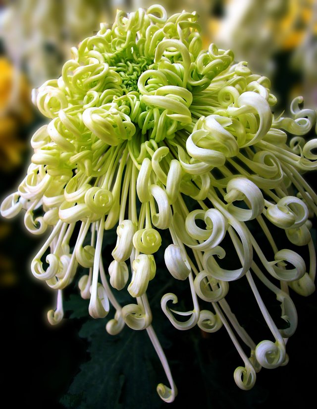 十大传统名菊中的西湖柳月你见过吗?