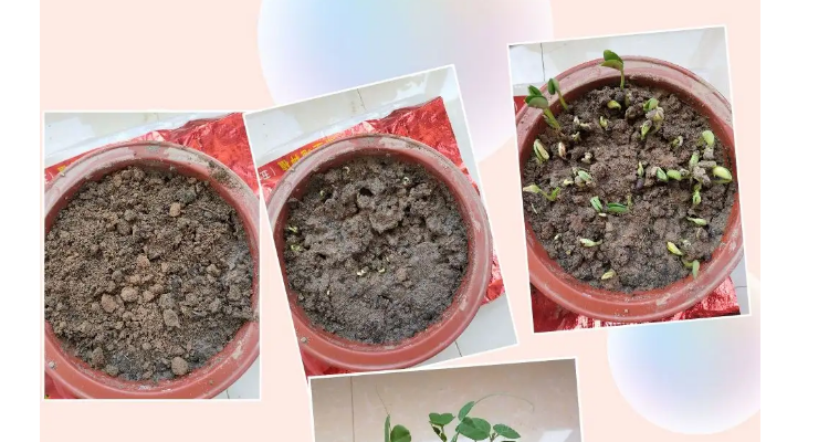 豆子的生长过程