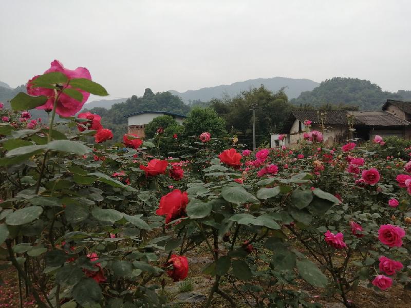 「泸州」合江县榕山镇:以花为媒,打造乡村振兴"芳香"名片