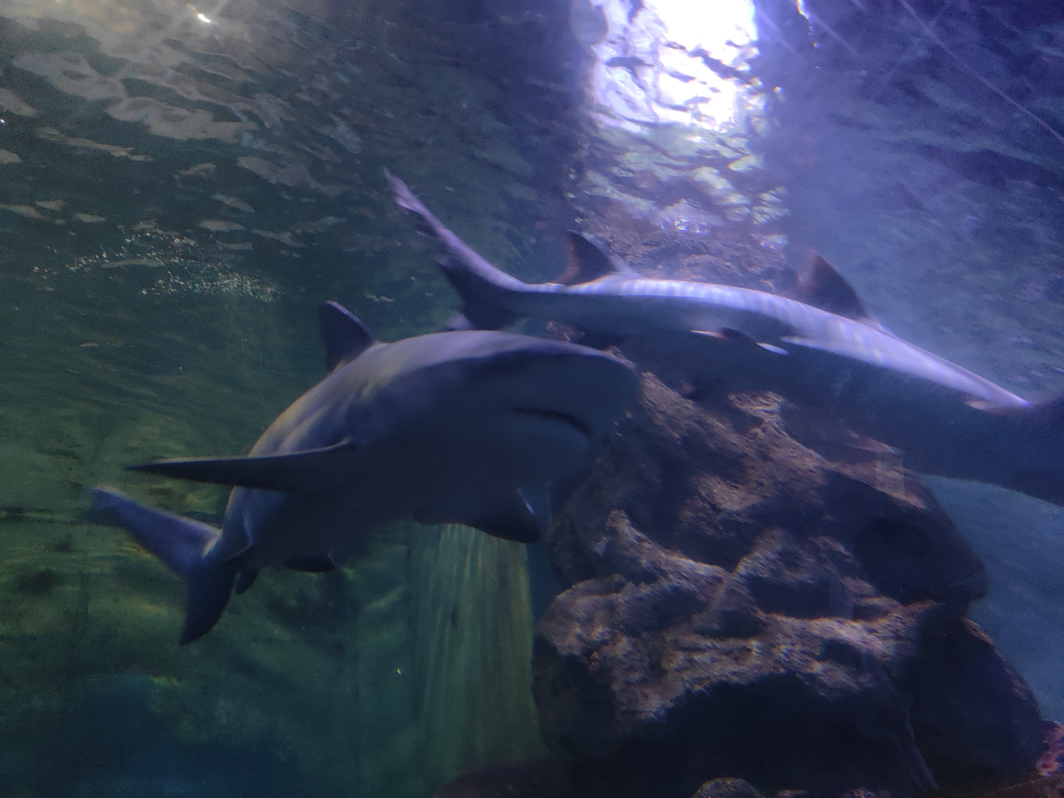 厦门鼓浪屿海底世界二