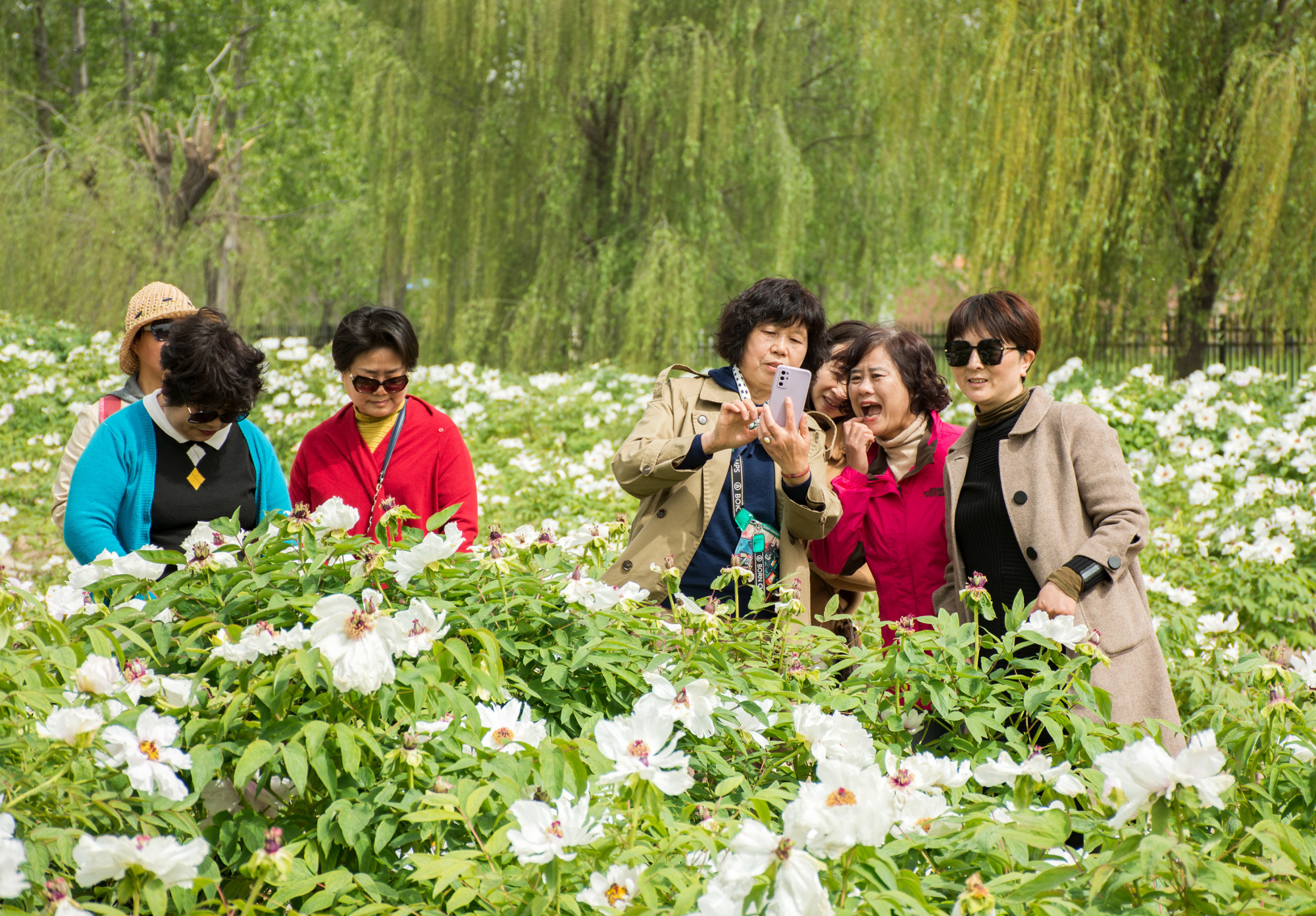 江苏西顺河:牡丹花开带动乡村旅游热