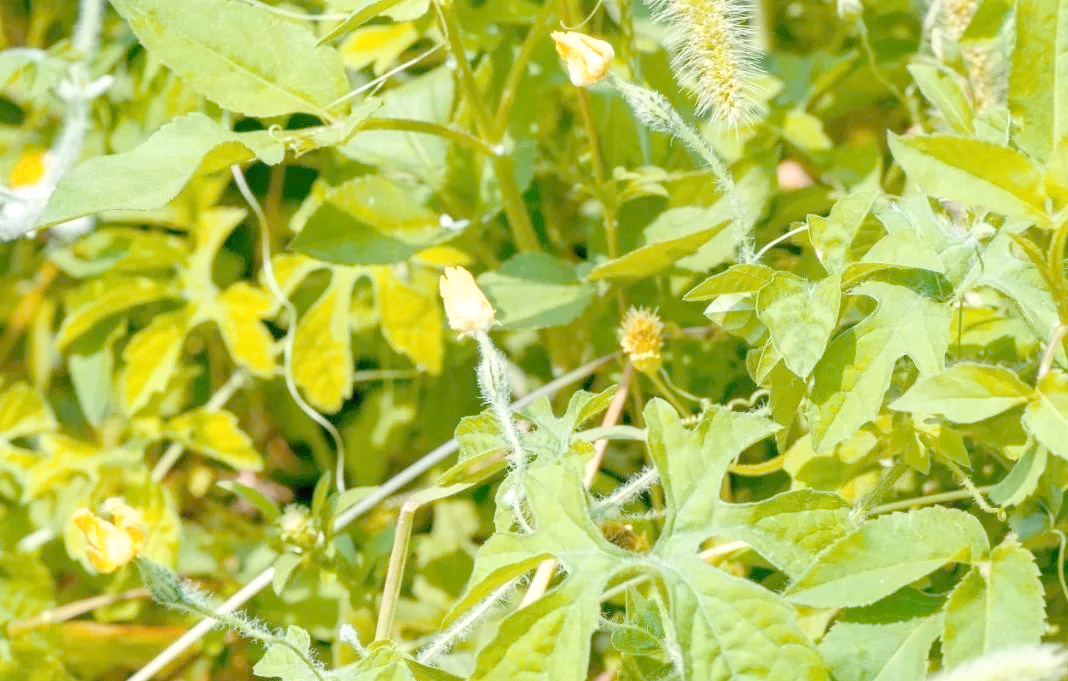 金铃子:野生小苦瓜,红色假种皮味甜,拇指大小独具特色!
