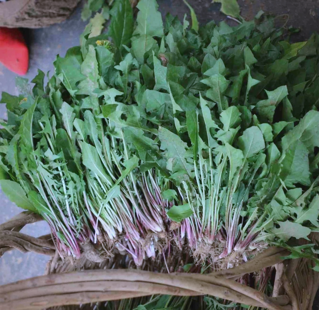 贵州春日野菜珍藏指南:探寻山野间的美味