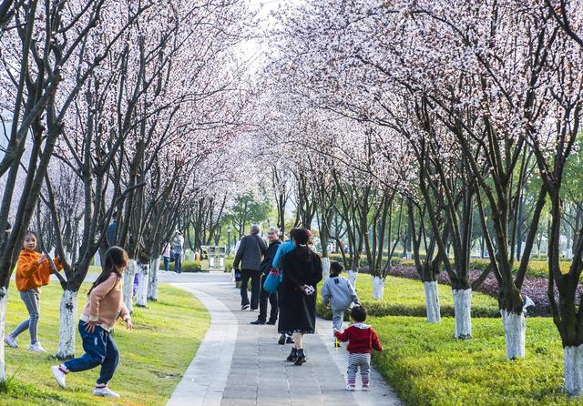 七一视角·杨毅专栏|红李花香迎宾客