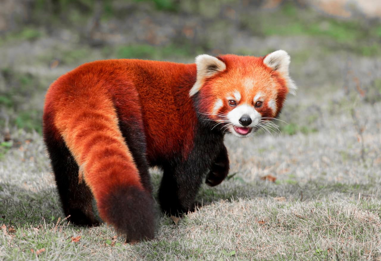 都2022年了,还有人分不清"大熊猫""小熊猫""小大熊猫"吗?