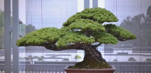 五针松盆景的养护方法视频