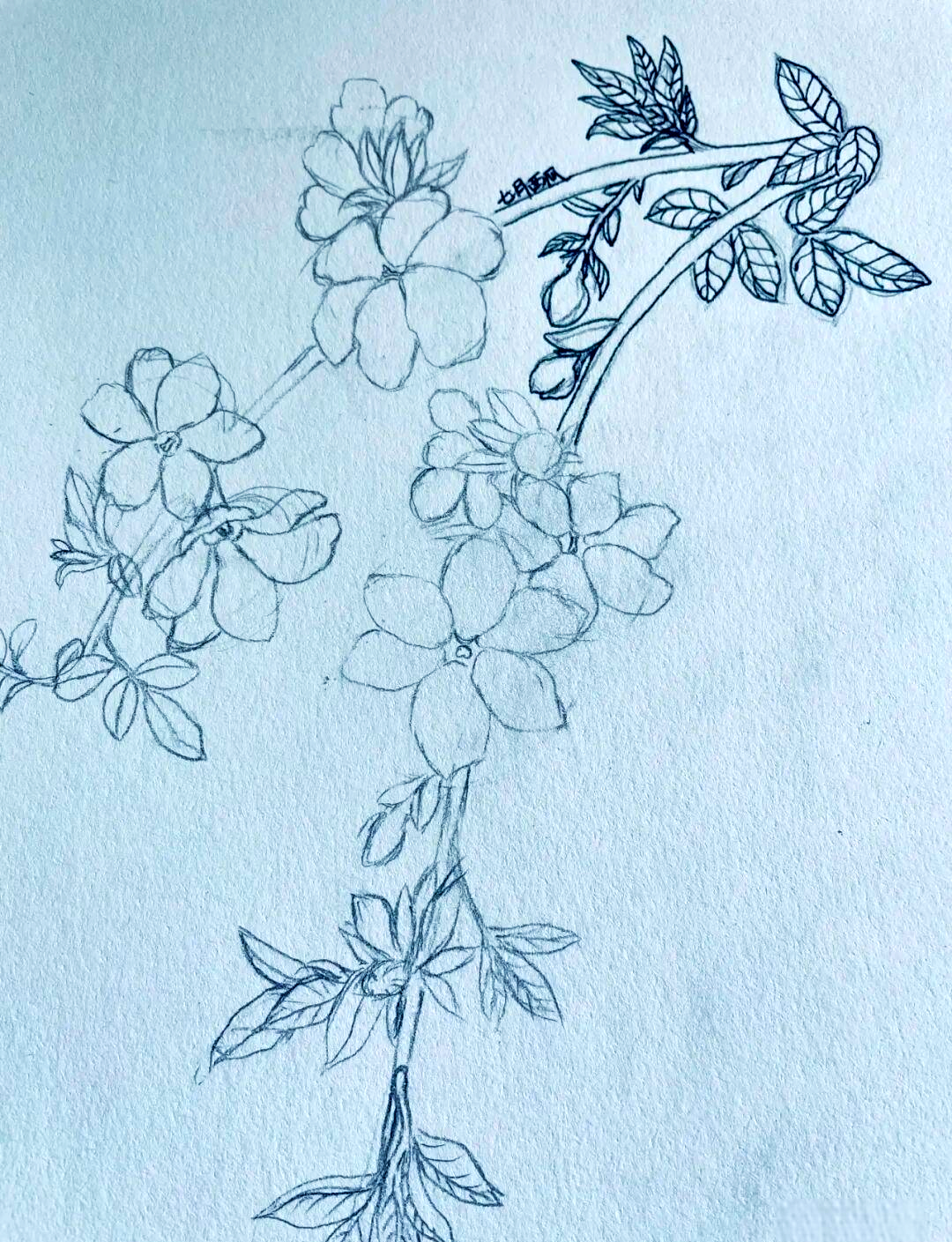 学画迎春花:从铅笔勾勒到明暗线条的完美呈现