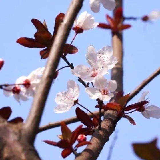 此刻的仁壽,被花海包圍了!