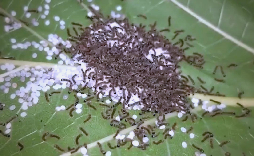 天的催青阶段后,蚕宝宝会从蚕卵中破壳而出,这个新生的幼虫被称为蚁蚕
