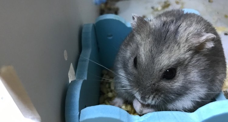 仓鼠眯眼睛身体颤抖没有力气