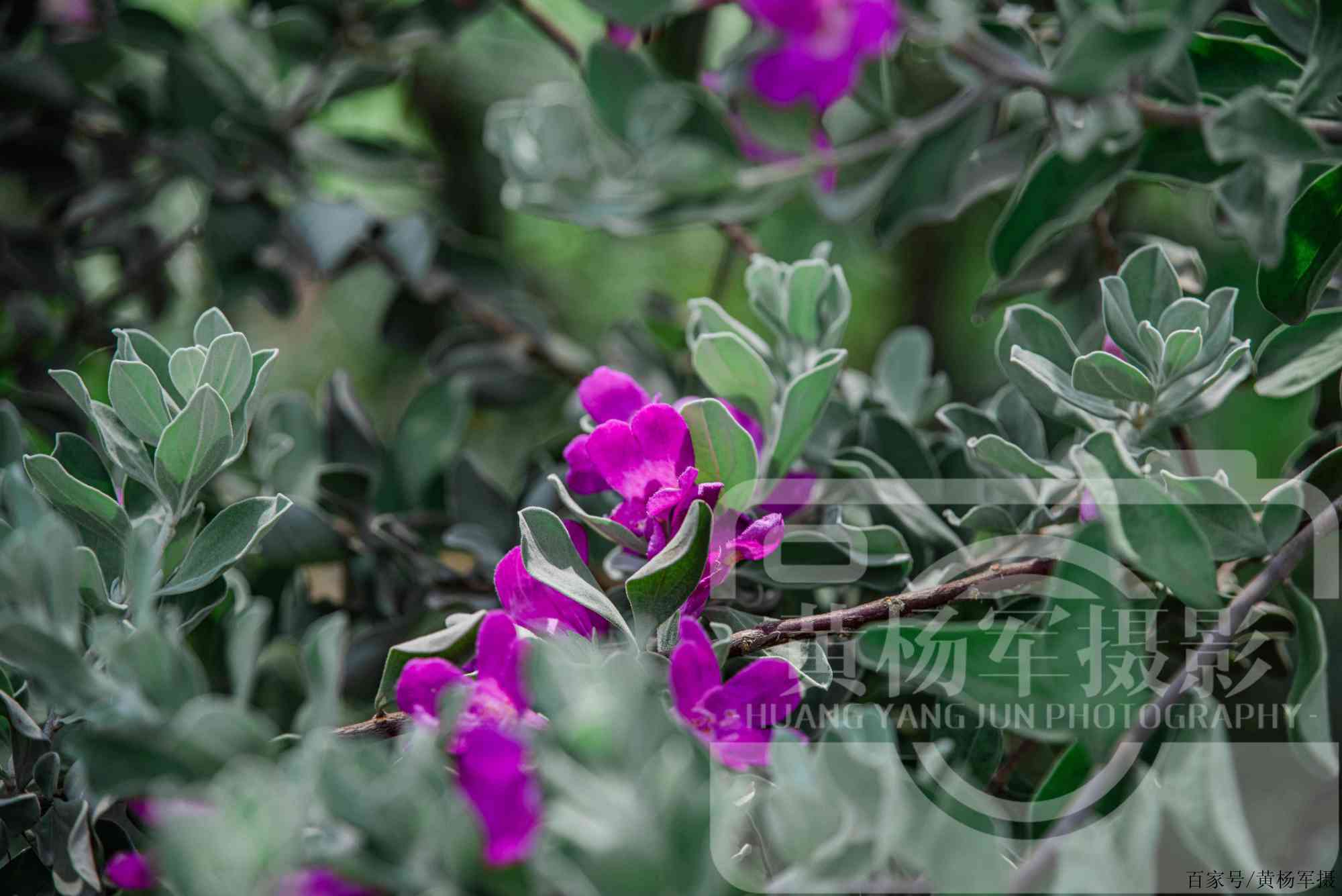 綠葉中嬌豔的紅花玉芙蓉,紫紅色盛開的花朵美麗別緻,花似風鈴