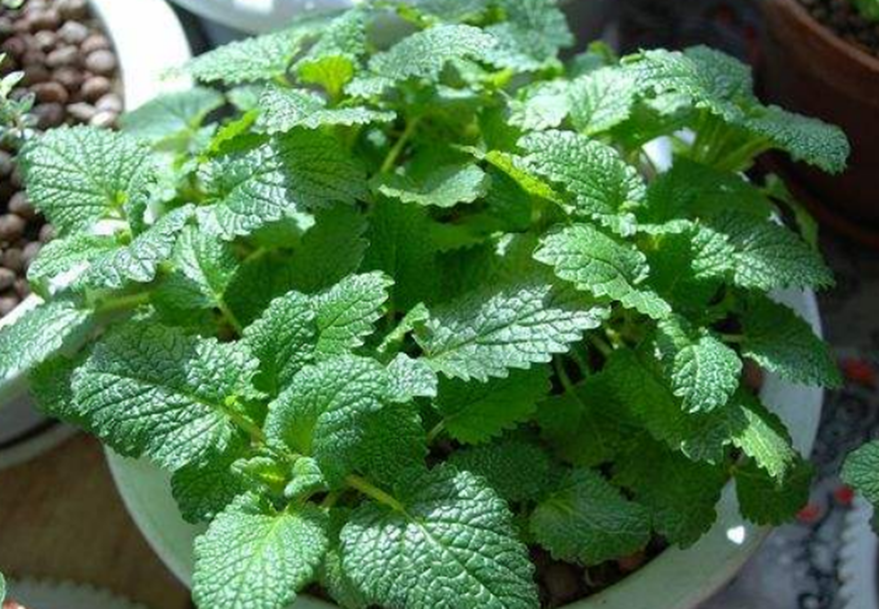 驱虫植物有哪些可以家养?有迷迭香,韭菜,薄荷等等