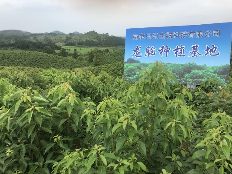 广西龙脑樟树种植基地图片