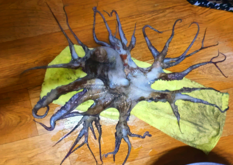 韩国渔民惊现多条腿的"变异"章鱼,日本标本仍在水族馆展示