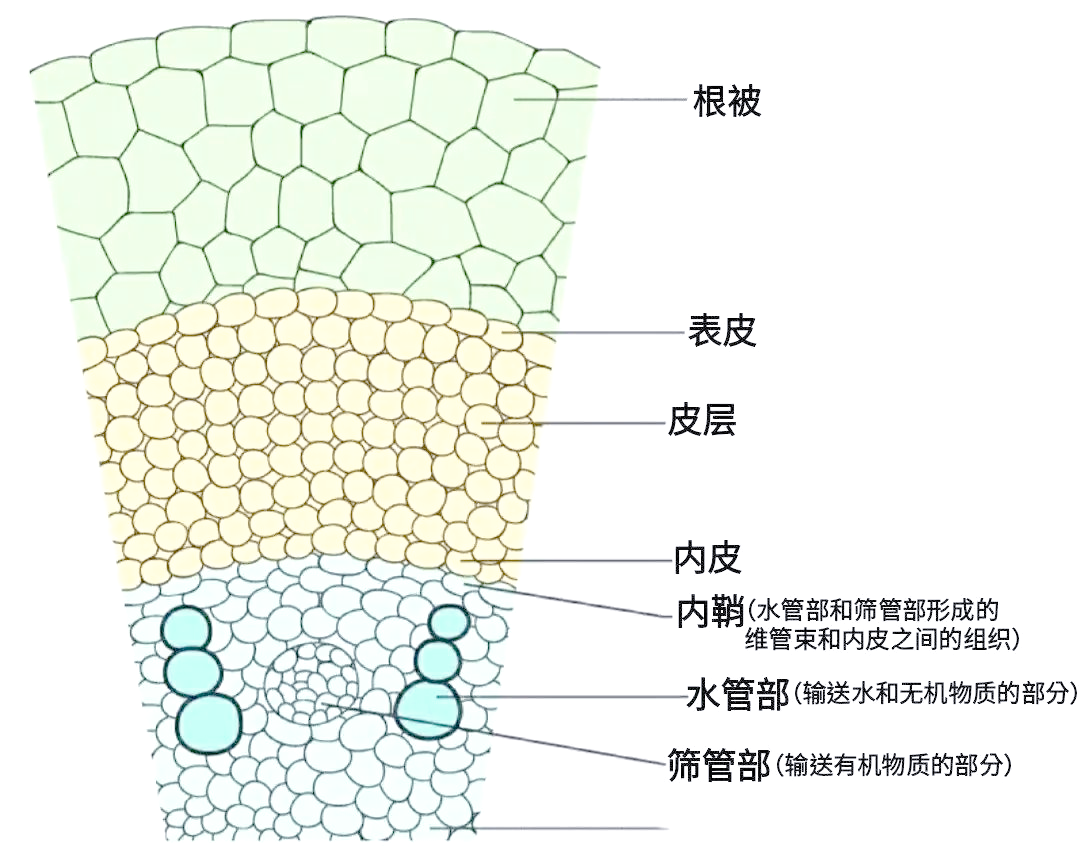 根的多样构造与功能概述