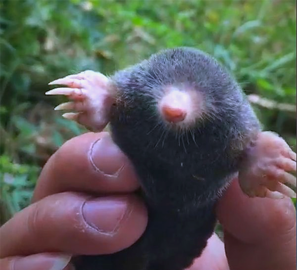 见过如此可爱的小鼹鼠吗?它是否唤起你童年的回忆?