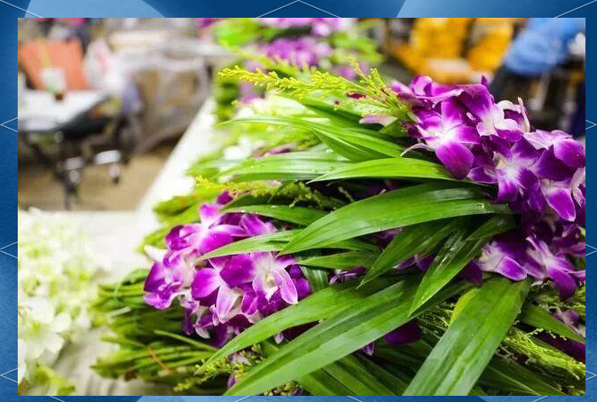 泰国派克隆花市:鲜花盛放的文化与经济之旅