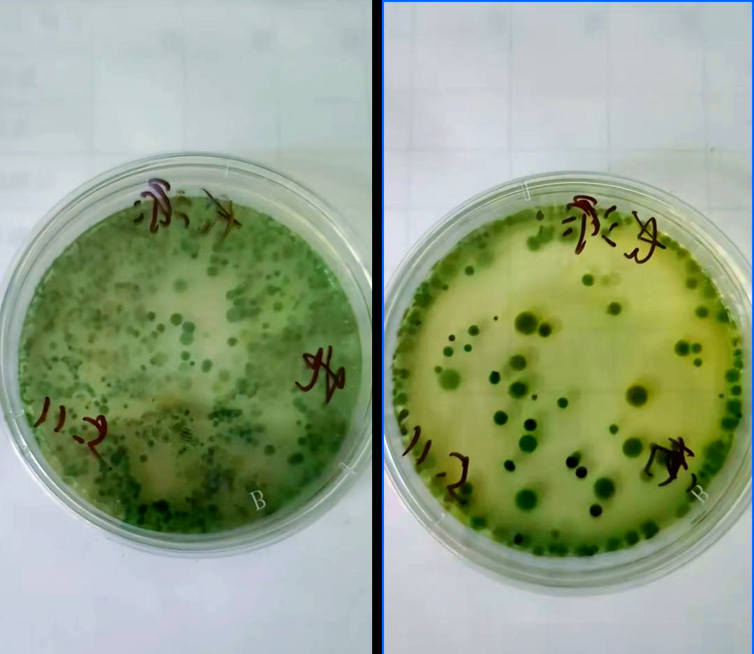 若培养皿上黄弧菌数量在10个以内,绿弧菌数量在5个以内,则可视为相对
