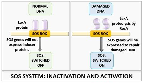 sos维修——dna修复系统(定义,组成,步骤)