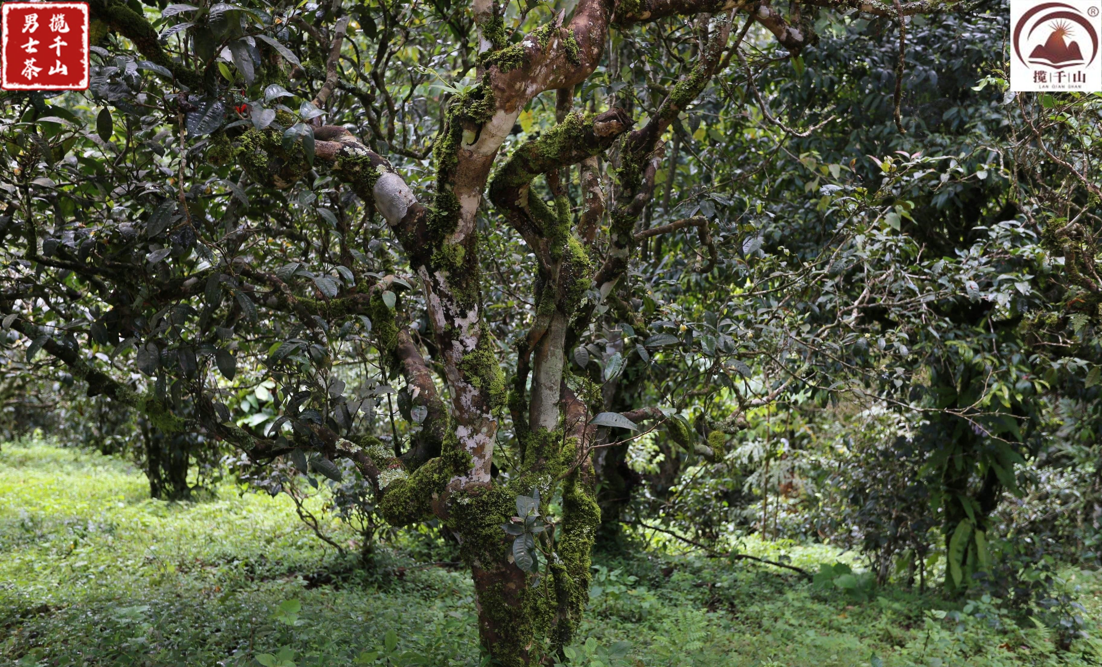 冰岛五寨:地界老寨