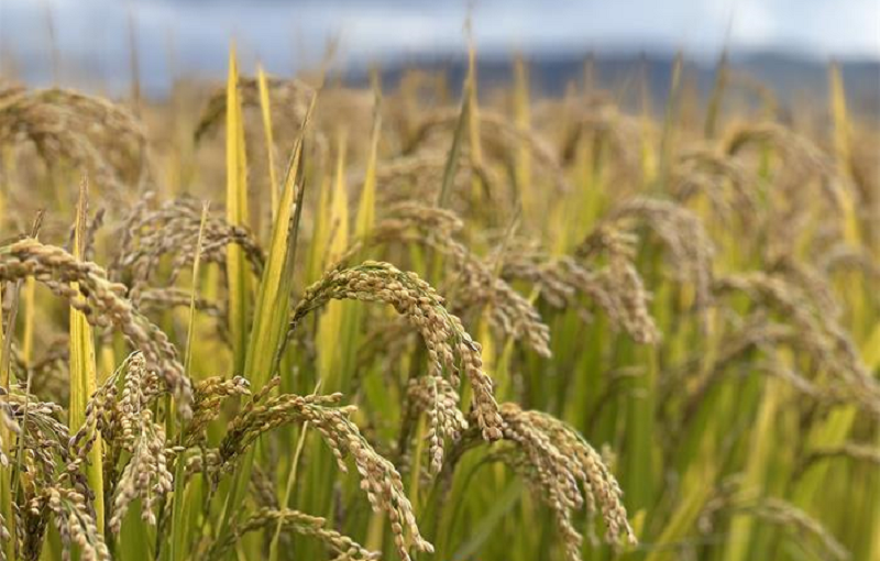 汪清县百草沟镇