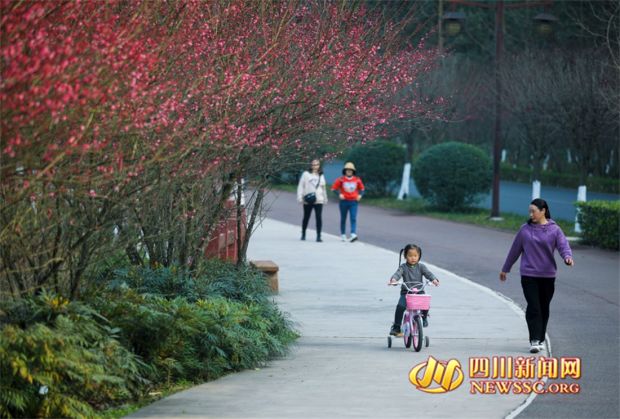 組圖|千株梅花綻放 樂山綠心公園開啟