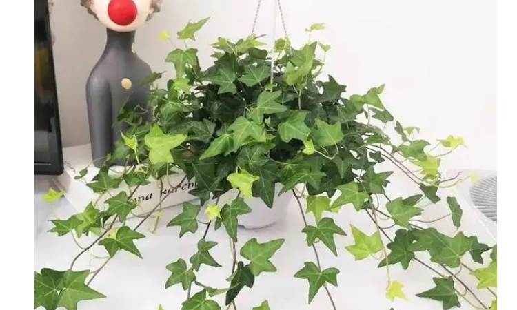 释放氧气的植物有哪些