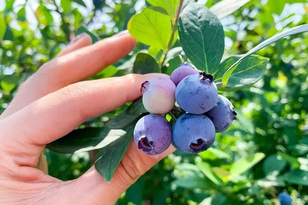 怀宁蓝莓,宿松油茶,潜山瓜蒌……连续三天,在长宁这里就能买到安庆