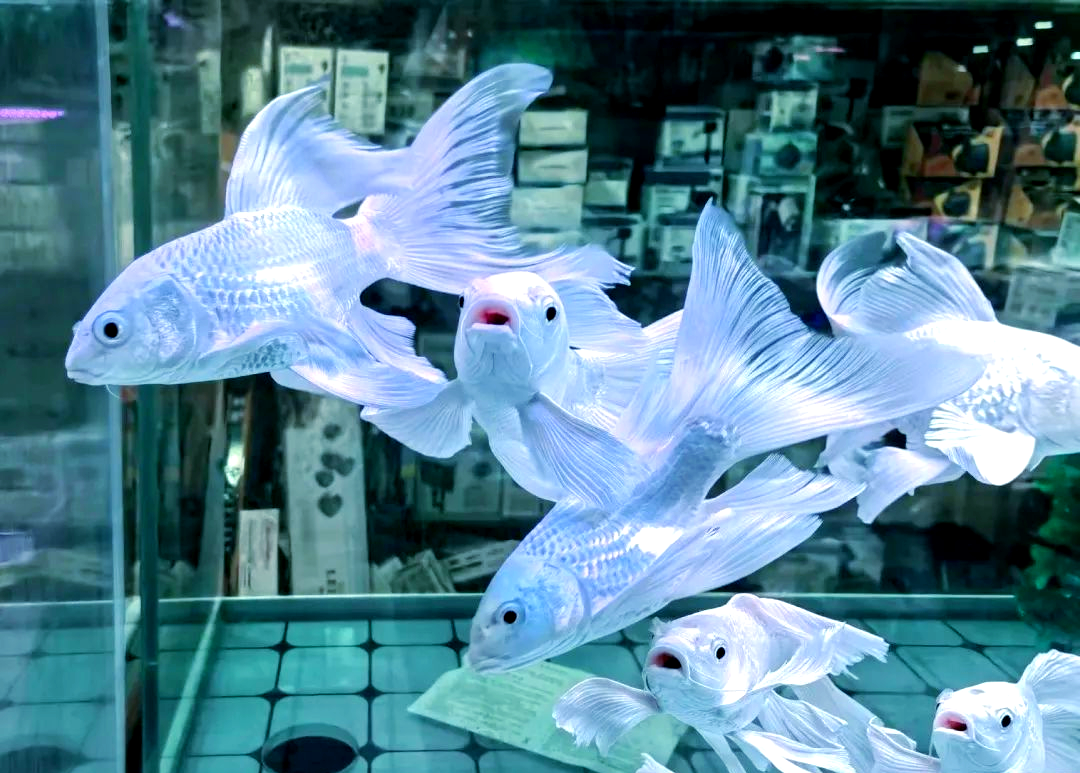 蝴蝶鲤:水中仙子,优雅高颜值观赏鱼