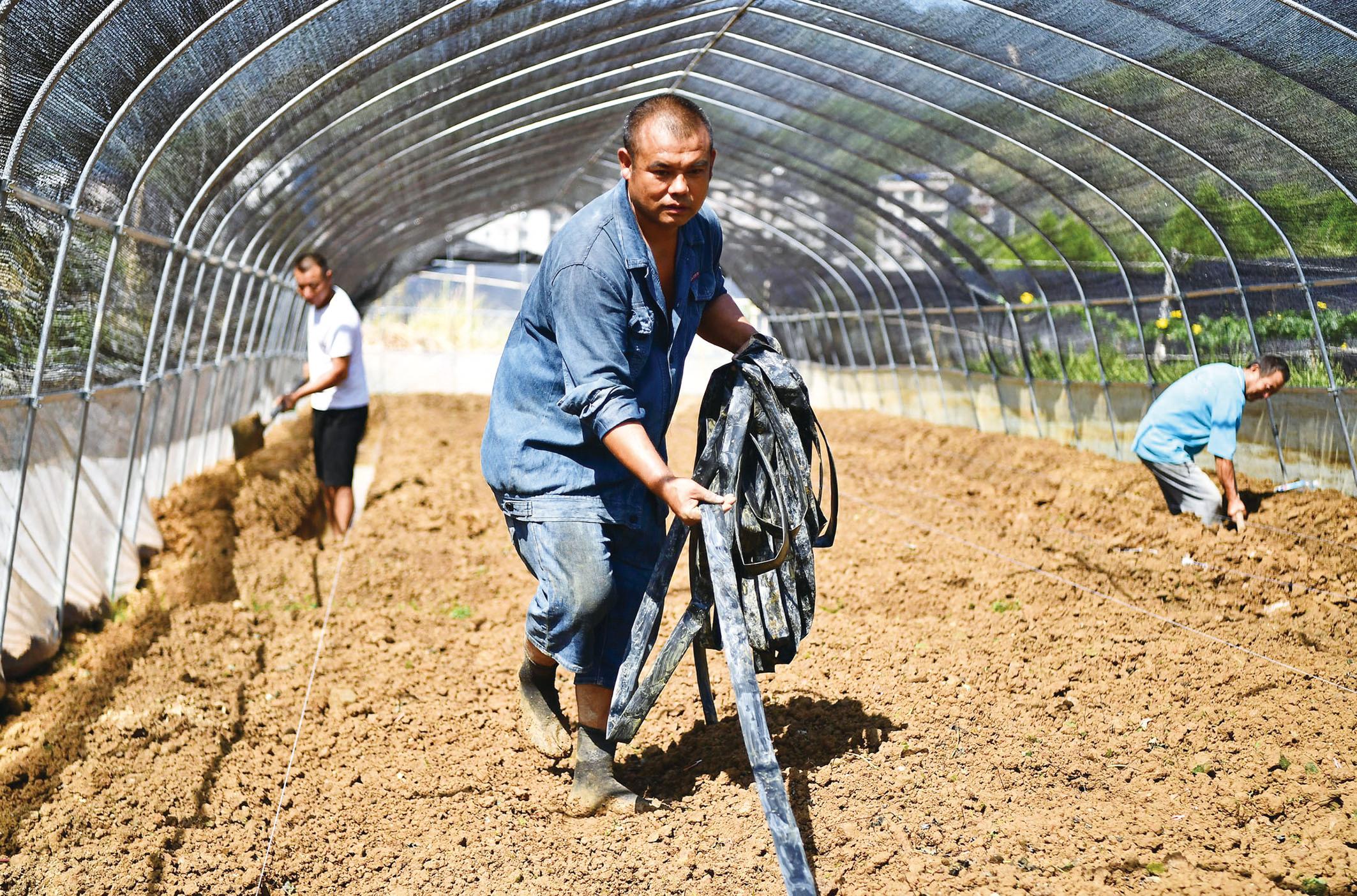 农民在扩建的草莓园里劳作