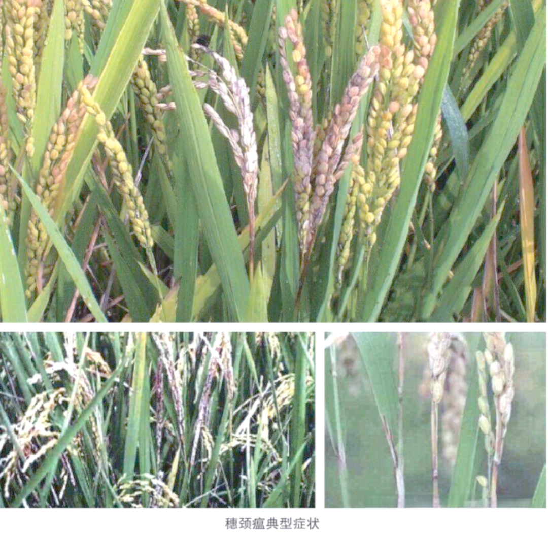 稻瘟病:水稻的重要病害及防治方法