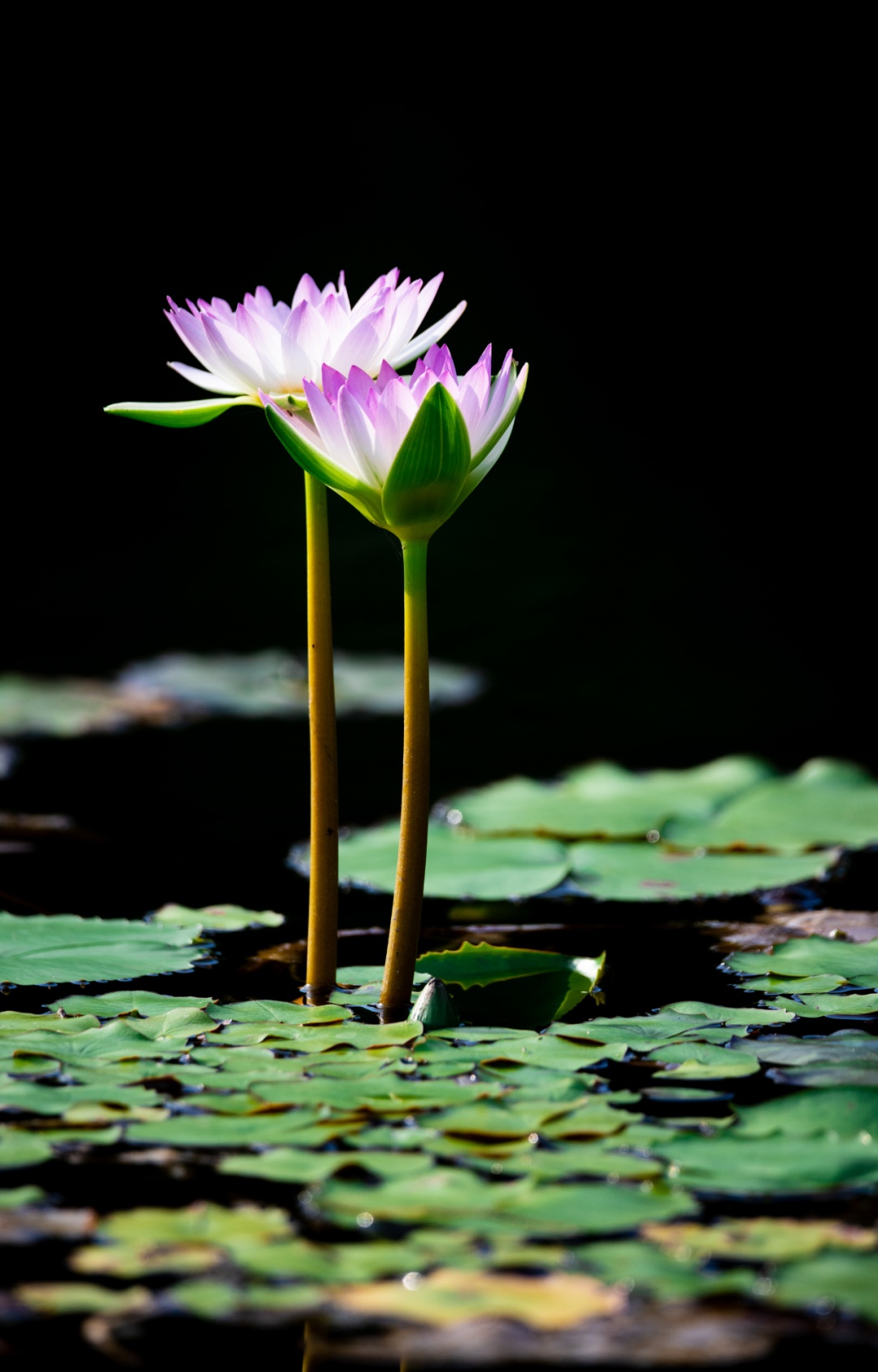 辰山睡莲唯美壁纸已上线,快收藏!