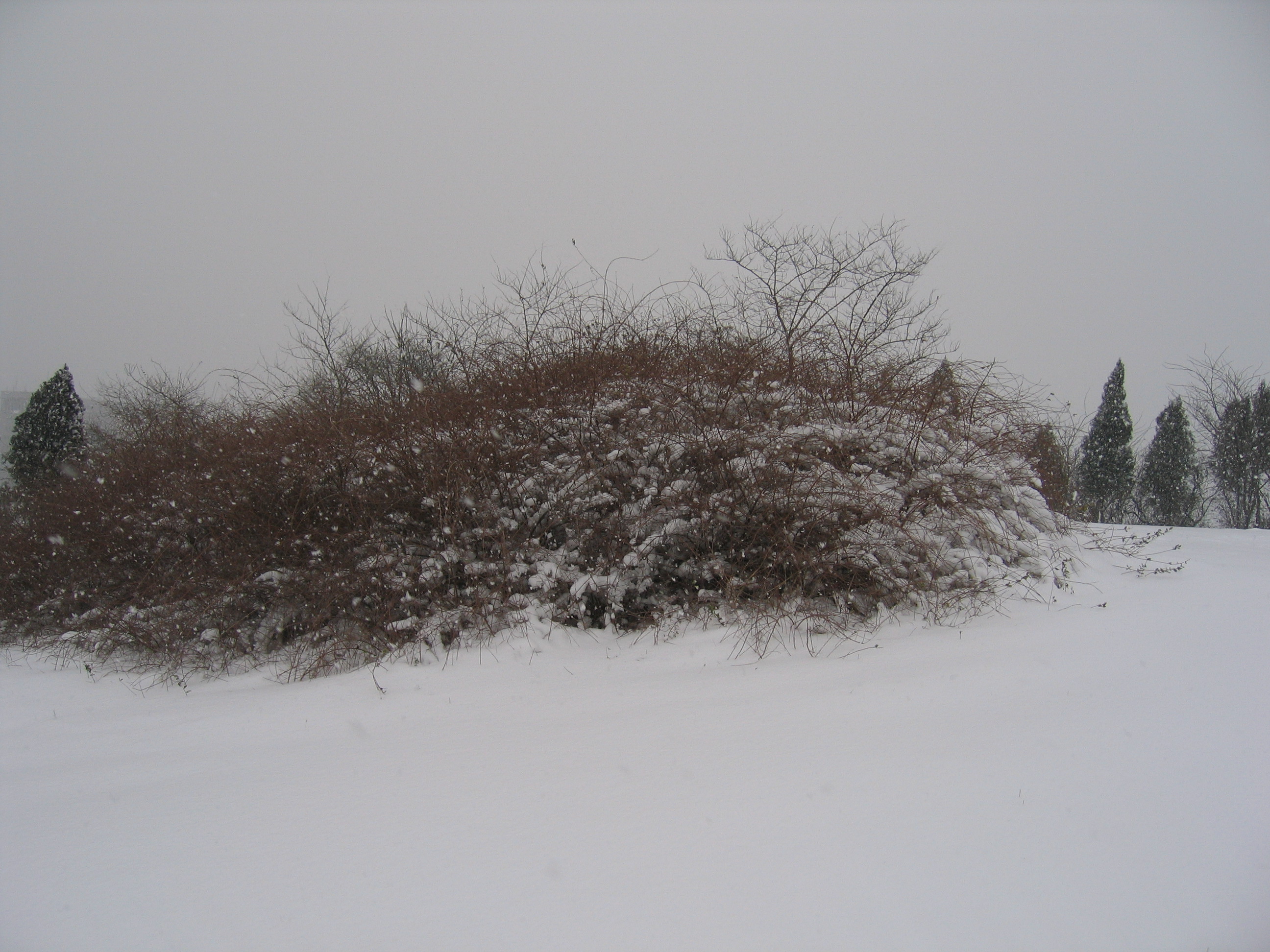 老照片2005大连甘井子樱花街(圈里——大化一宿舍)小编c723船船老长