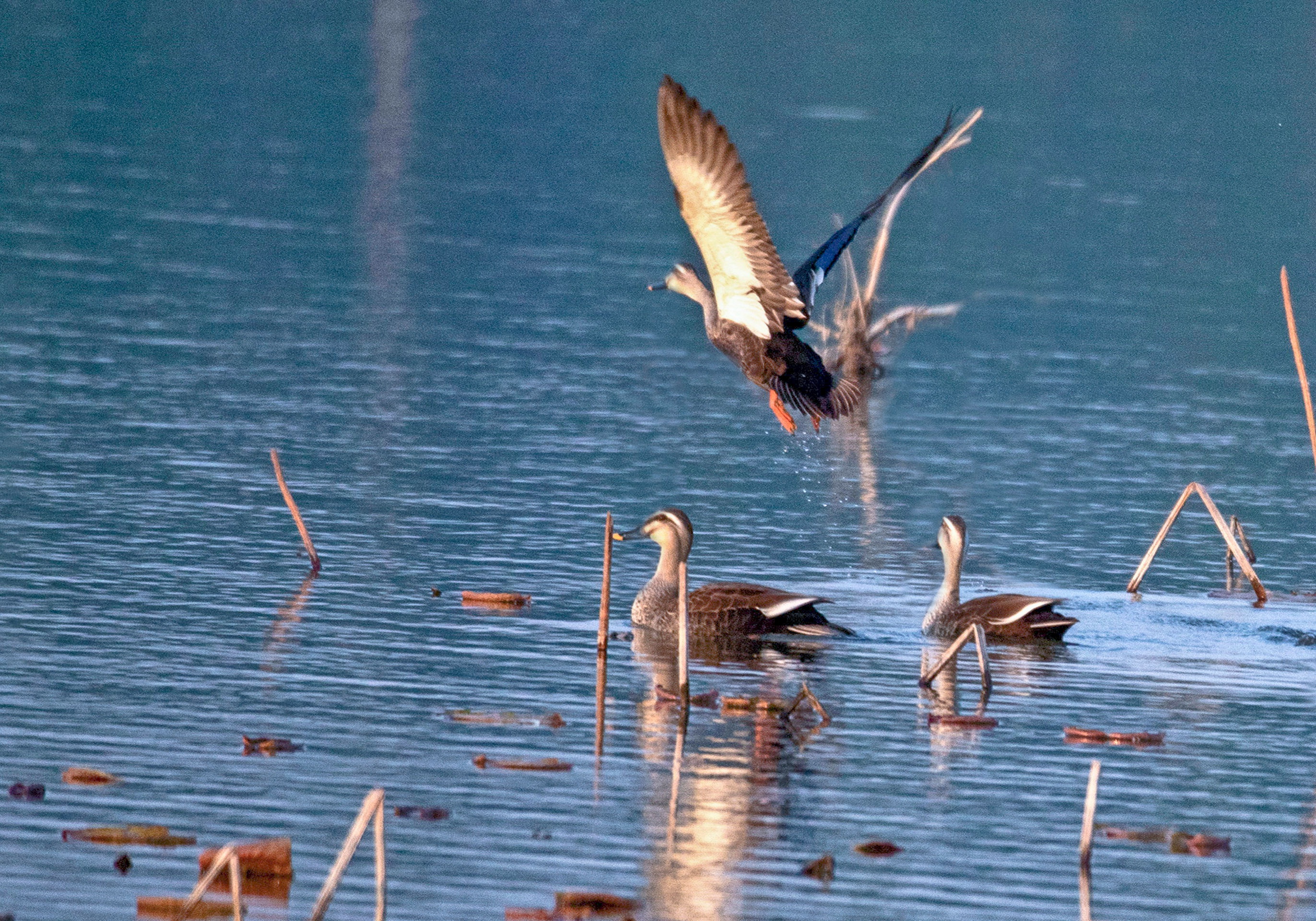 湿地公园常见鸟类图片