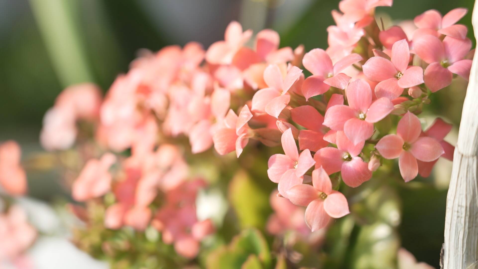 成武 春节临近鲜花俏 花卉市场年味浓