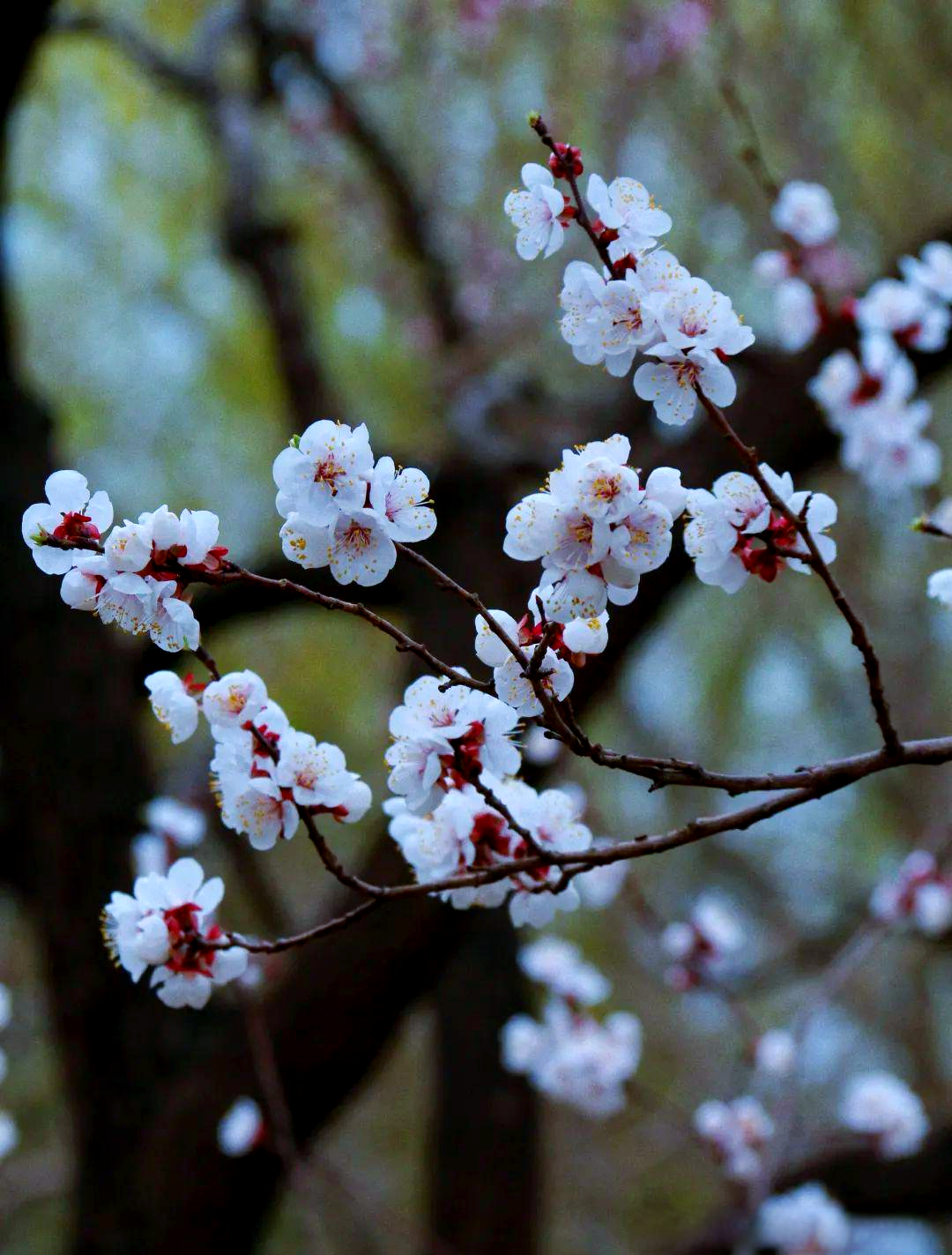 北京多处杏花盛开,附详细打卡地图!