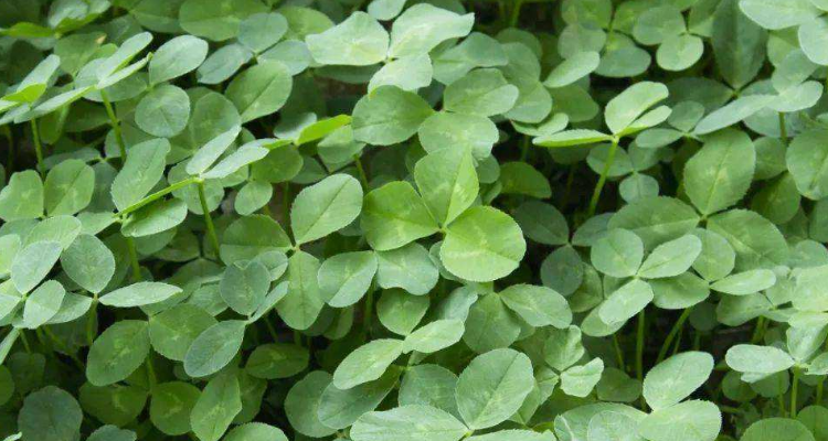 秧草和草头有什么区别