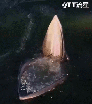 然后鲸鱼猛然闭合嘴巴,把大量的水连同鱼类一起吞入口中,再通过鲸须把