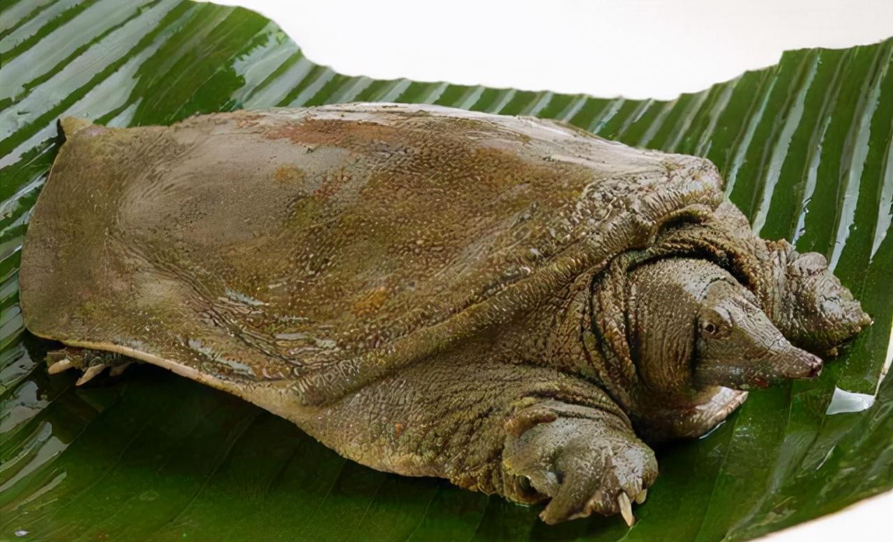 佛罗里达鳖攻占中国16省,黄河流域或已"沦陷"?为何没人吃它?