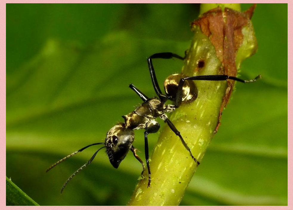 金色蚂蚁的神秘世界与重要角色