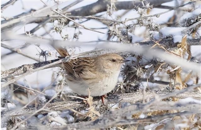 这些宁夏名字的野生动物 你认识吗?
