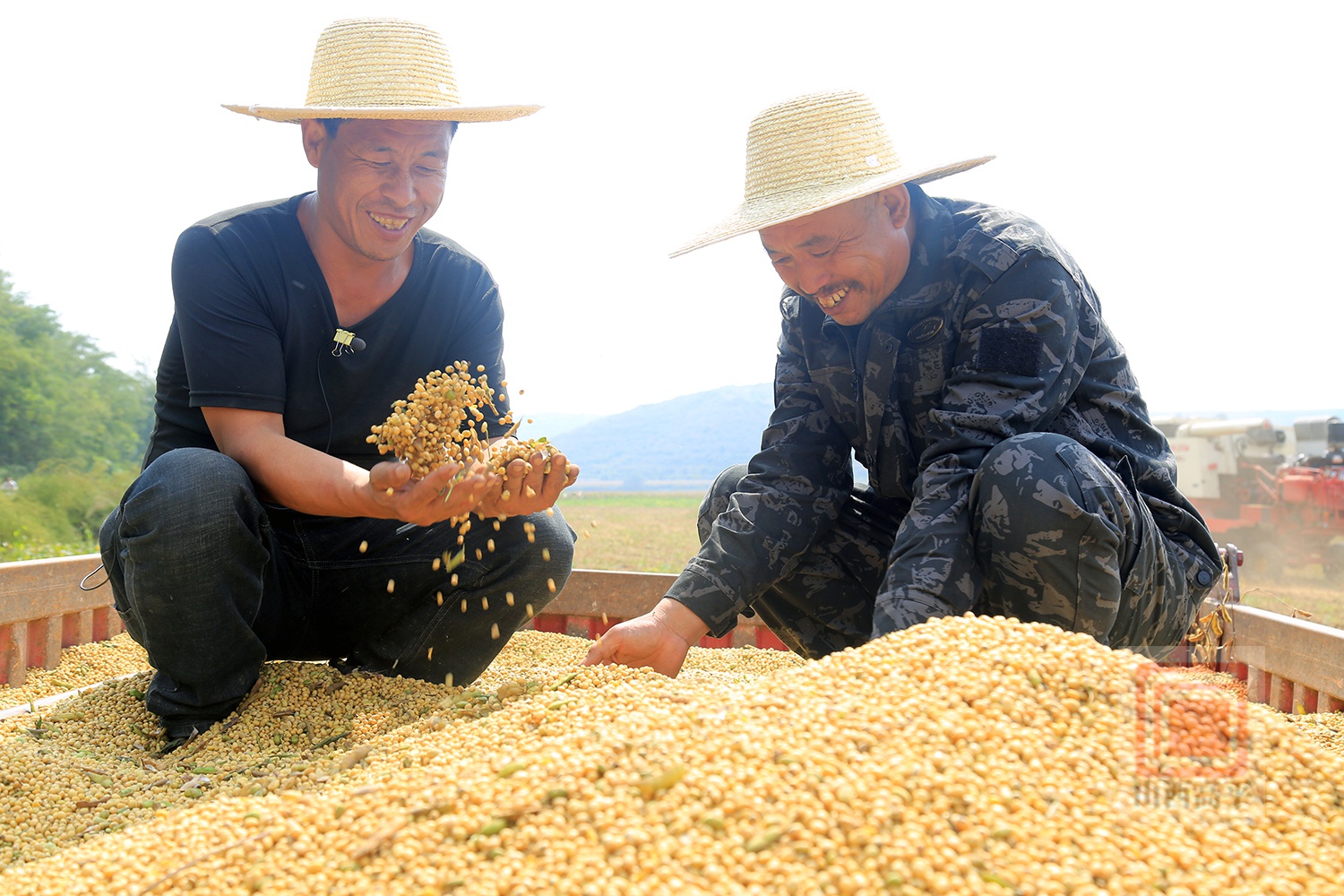 5万多亩春播大豆喜获丰收