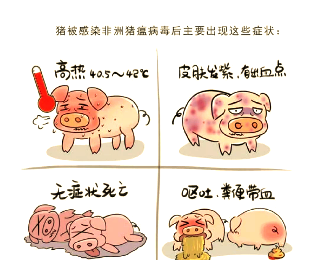 非洲猪瘟的传播与人类安全:猪肉食用的风险与保障