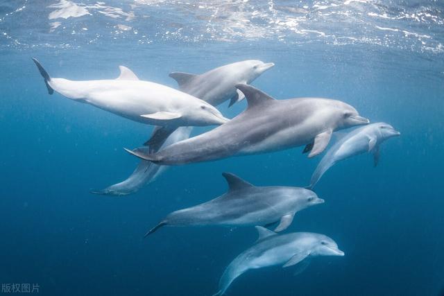 海豚和海豹,谁会的智力会比较高呢?