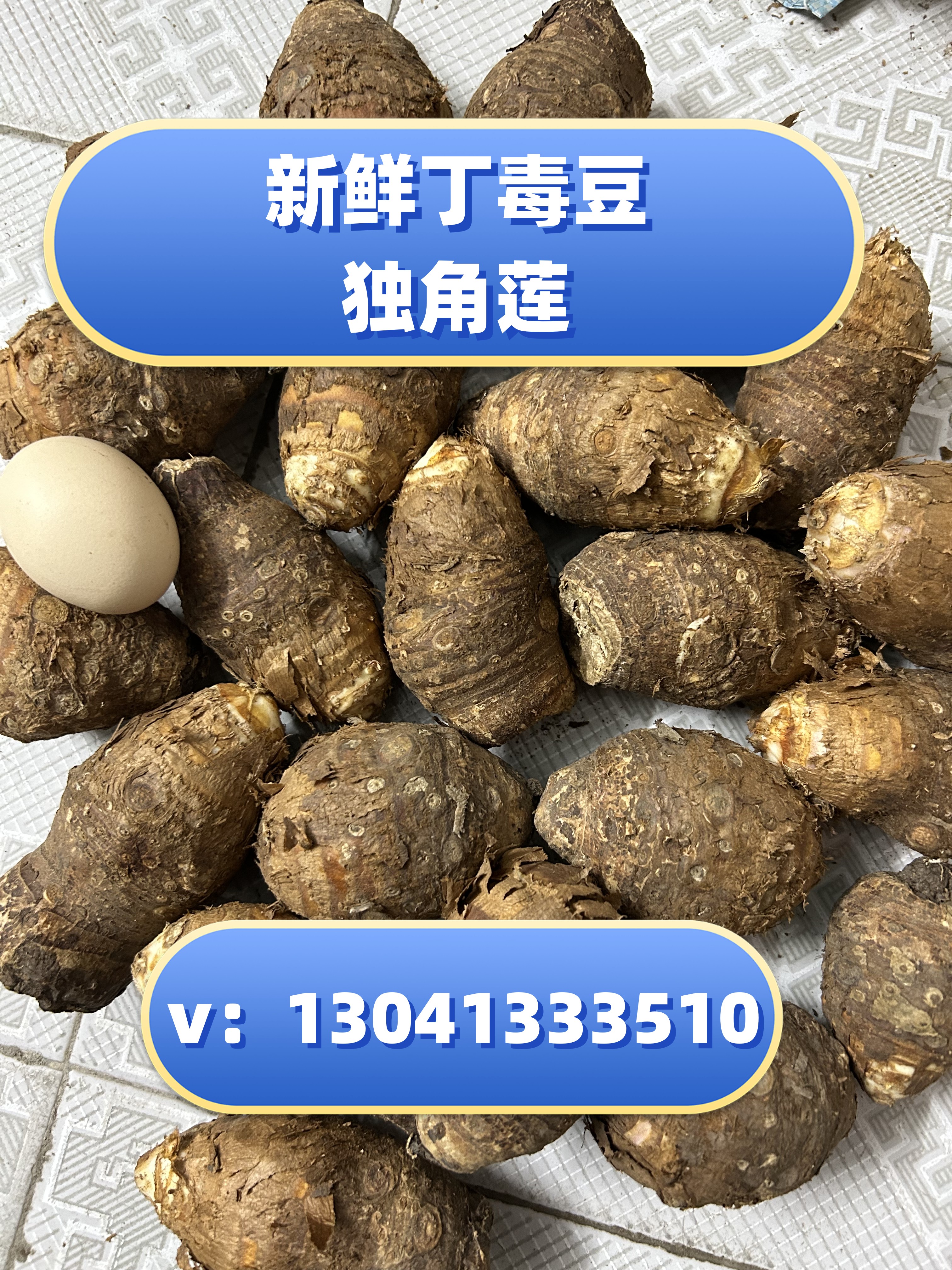 丁毒豆在哪里买?丁毒豆独角莲多少钱一斤