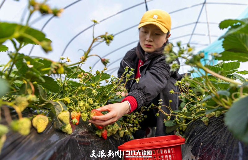 黔西:草莓采摘引客来