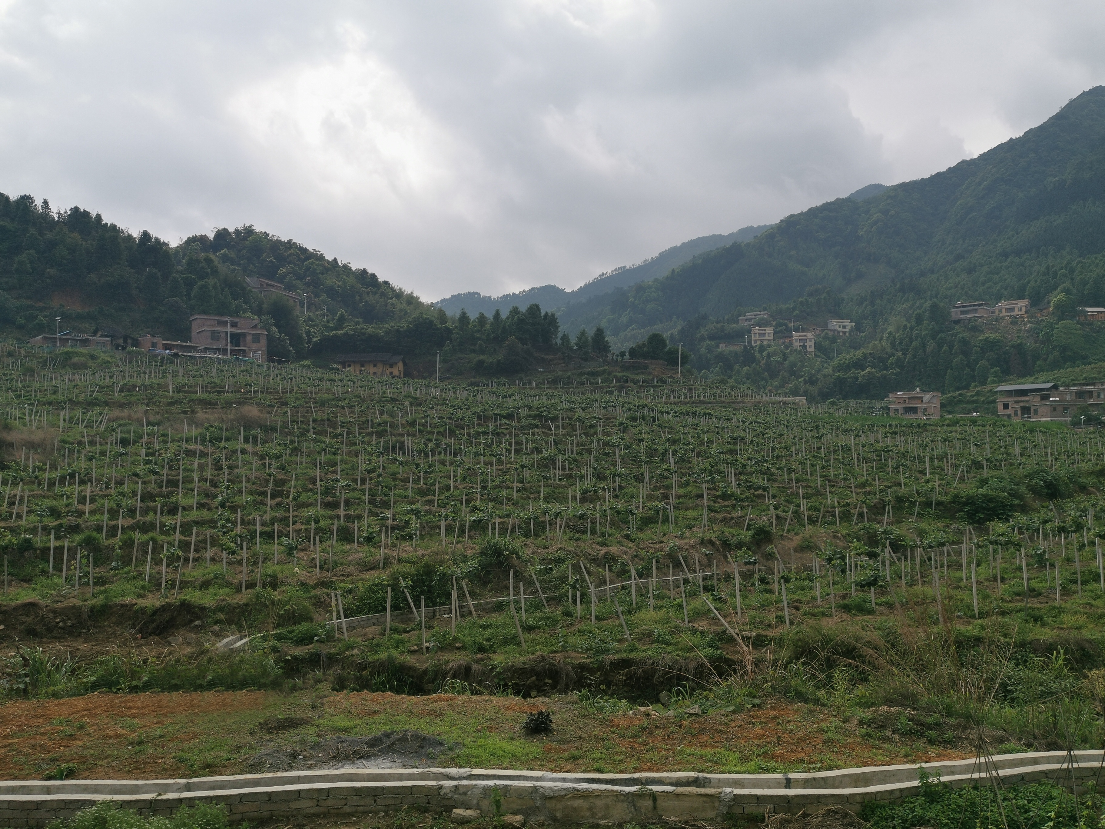 富罗镇:"田园画"里果飘香 "鸽"声飞扬牛角村