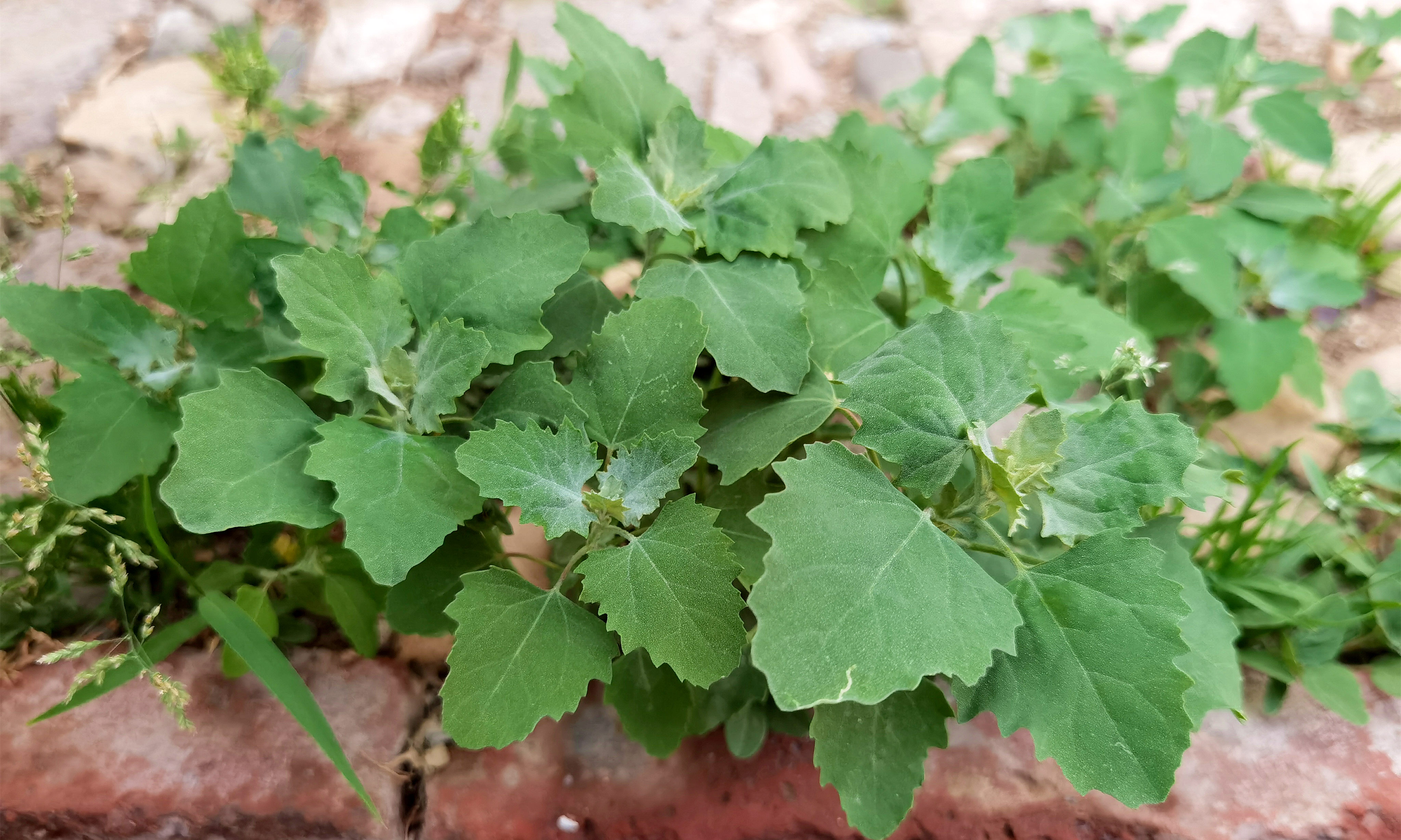 各种野菜图片灰菜图片