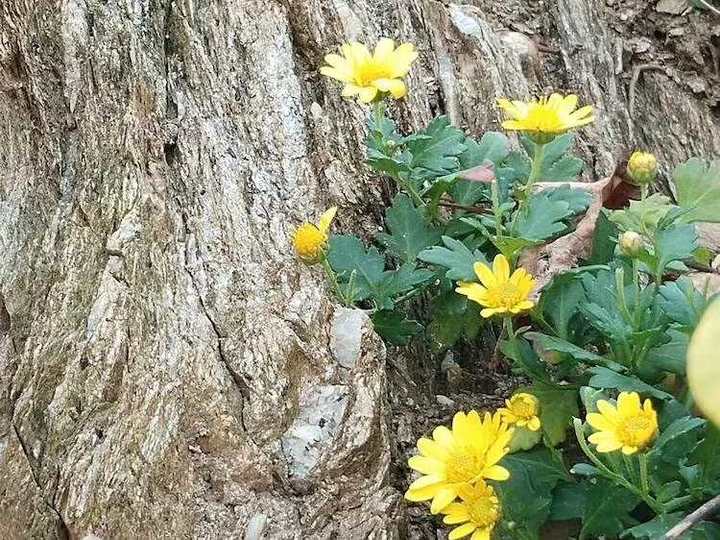 悬崖上的菊花
